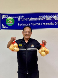 ร่วมกระจายผลผลิตหอมหัวใหญ่จากแปลงเกษตรกรสมาชิกสหกรณ์ในจังหวัดเชียงใหม่ ... พารามิเตอร์รูปภาพ 1