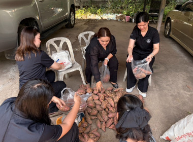 ร่วมกระจายผลผลิตมันเทศจากเกษตรกรในจังหวัดตราด พารามิเตอร์รูปภาพ 4